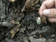 Boletinellus merulioides