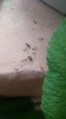 Myrmicinae