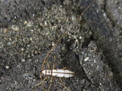 Olenecamptus formosanus