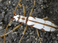 Olenecamptus formosanus