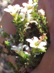 Diosma passerinoides
