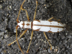 Olenecamptus formosanus
