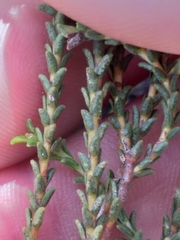 Diosma passerinoides