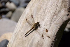 Sympetrum infuscatum