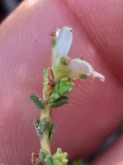 Diosma passerinoides
