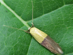 Opogona nipponica