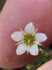 Diosma passerinoides