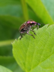 Rhynchites auratus