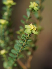 Pimelea flava flava