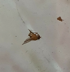 Insecta