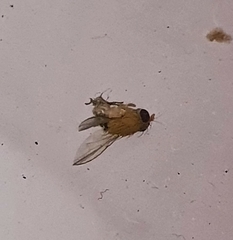 Insecta