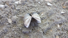 Anadara kagoshimensis