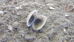 Anadara kagoshimensis