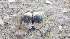 Anadara kagoshimensis