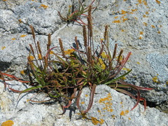 Plantago maritima juncoides