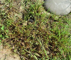 Juncus ranarius