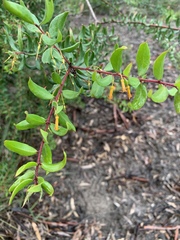 Persoonia myrtilloides myrtilloides