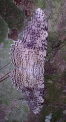 Thysania agrippina