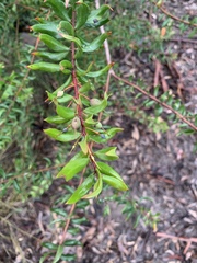 Persoonia myrtilloides myrtilloides