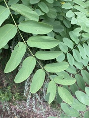 Robinia pseudoacacia