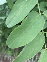 Robinia pseudoacacia