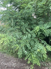 Robinia pseudoacacia
