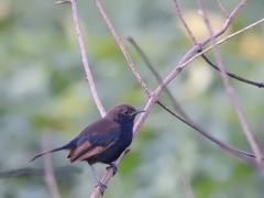 Copsychus fulicatus