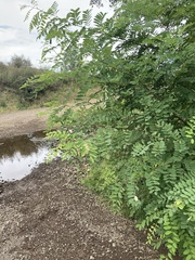 Robinia pseudoacacia
