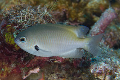 Pomacentrus alexanderae