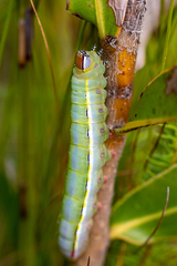 Catochria catocaloides