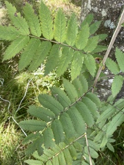 Sorbus aucuparia