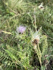 Cirsium obvallatum