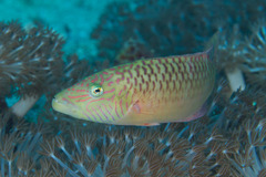 Oxycheilinus digramma