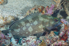 Epinephelus ongus