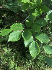Fagus sylvatica