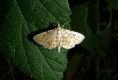 Notarcha aurolinealis