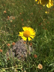 Helenium bigelovii