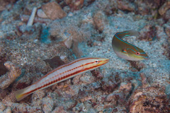 Hologymnosus doliatus