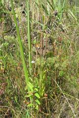 Epilobium fastigiato-ramosum