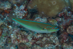 Stethojulis interrupta
