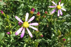 Senecio arenarius