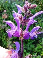 Salvia sclareoides