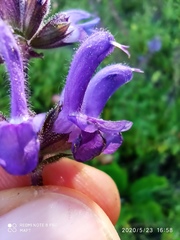 Salvia sclareoides