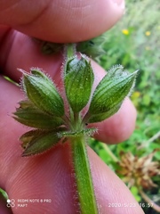 Salvia sclareoides