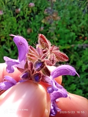Salvia sclareoides