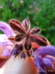 Salvia sclareoides