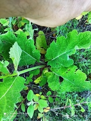 Salvia sclareoides