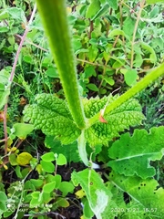 Salvia sclareoides