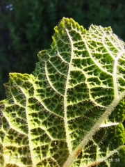 Salvia sclareoides