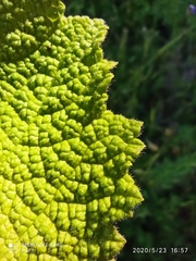 Salvia sclareoides